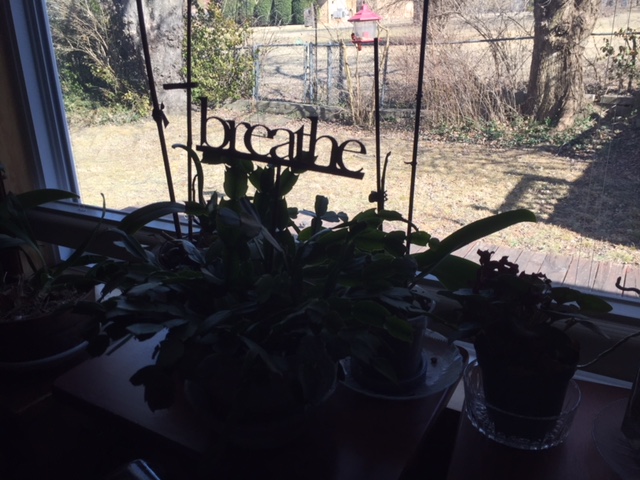 Plants at E window